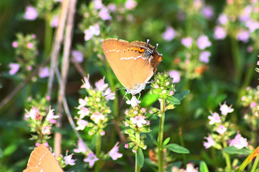 satyrium spini in prima pagina